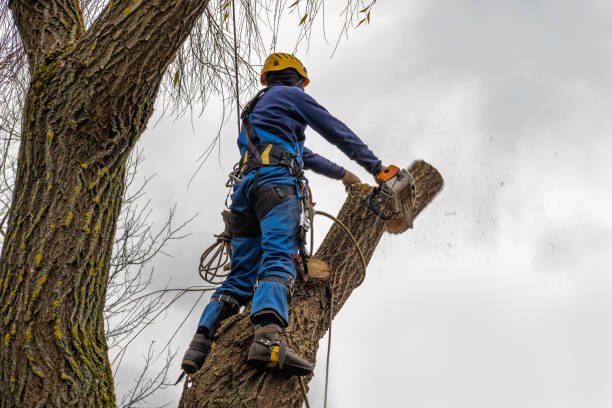 Best Tree Risk Assessment  in South Creek, WA